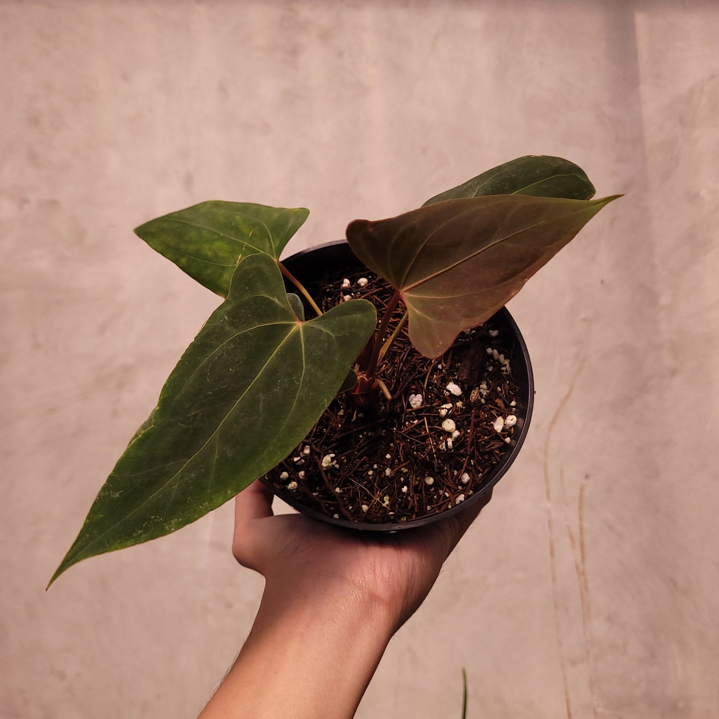 Anthurium NSE Portillae x Dressleri - Indonesian Rare Plants