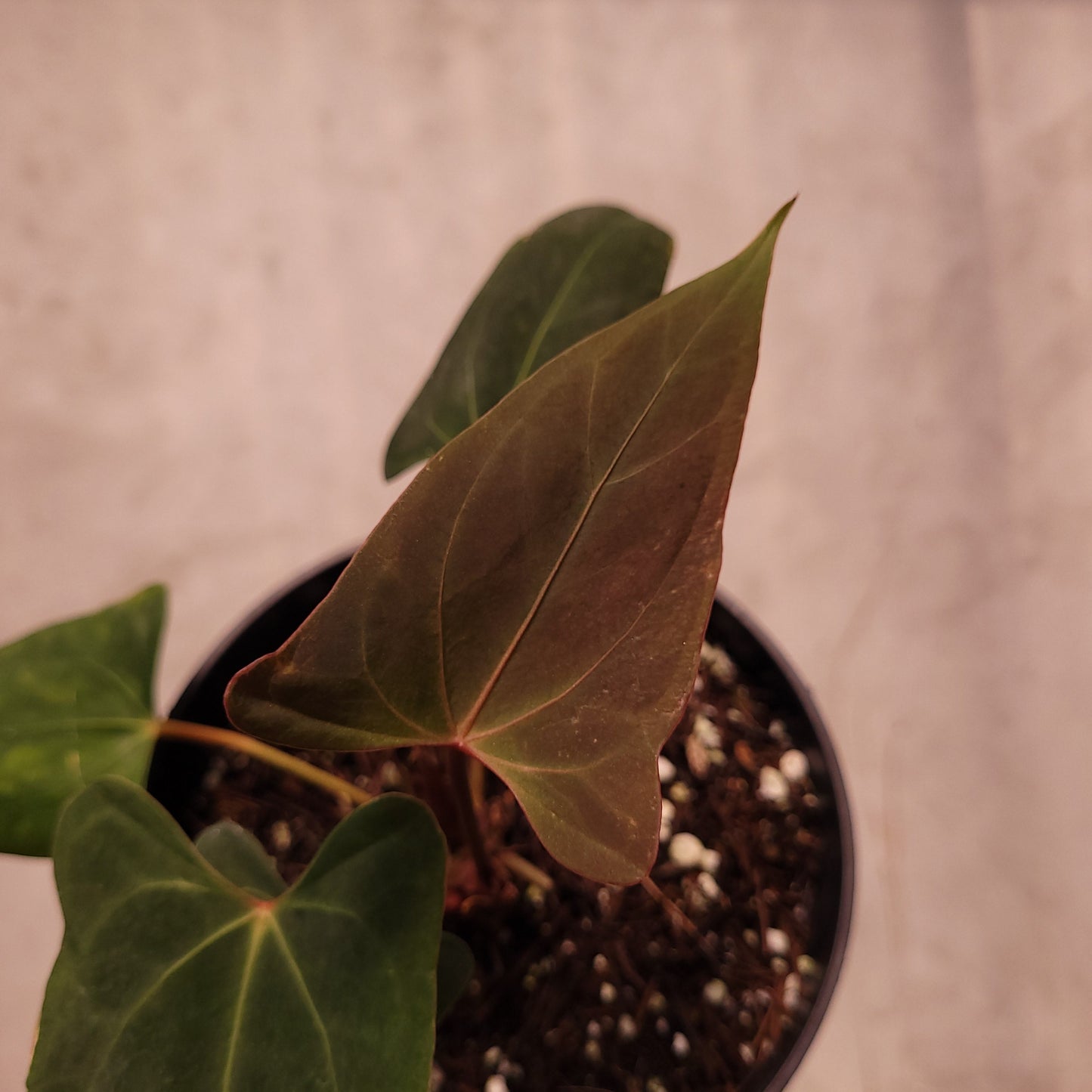 Anthurium NSE Portillae x Dressleri