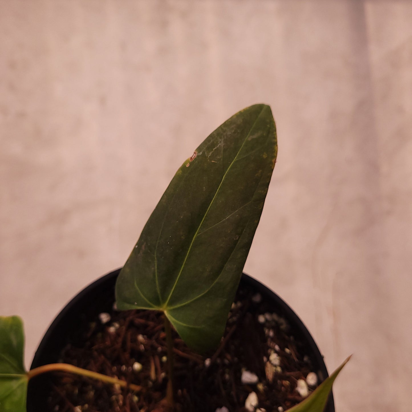 Anthurium NSE Portillae x Dressleri