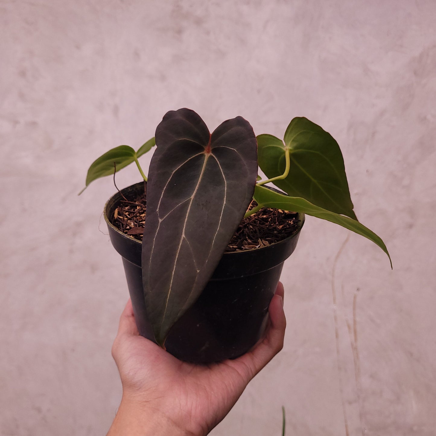 Anthurium Red Spider Seedling - Indonesian Rare Plants