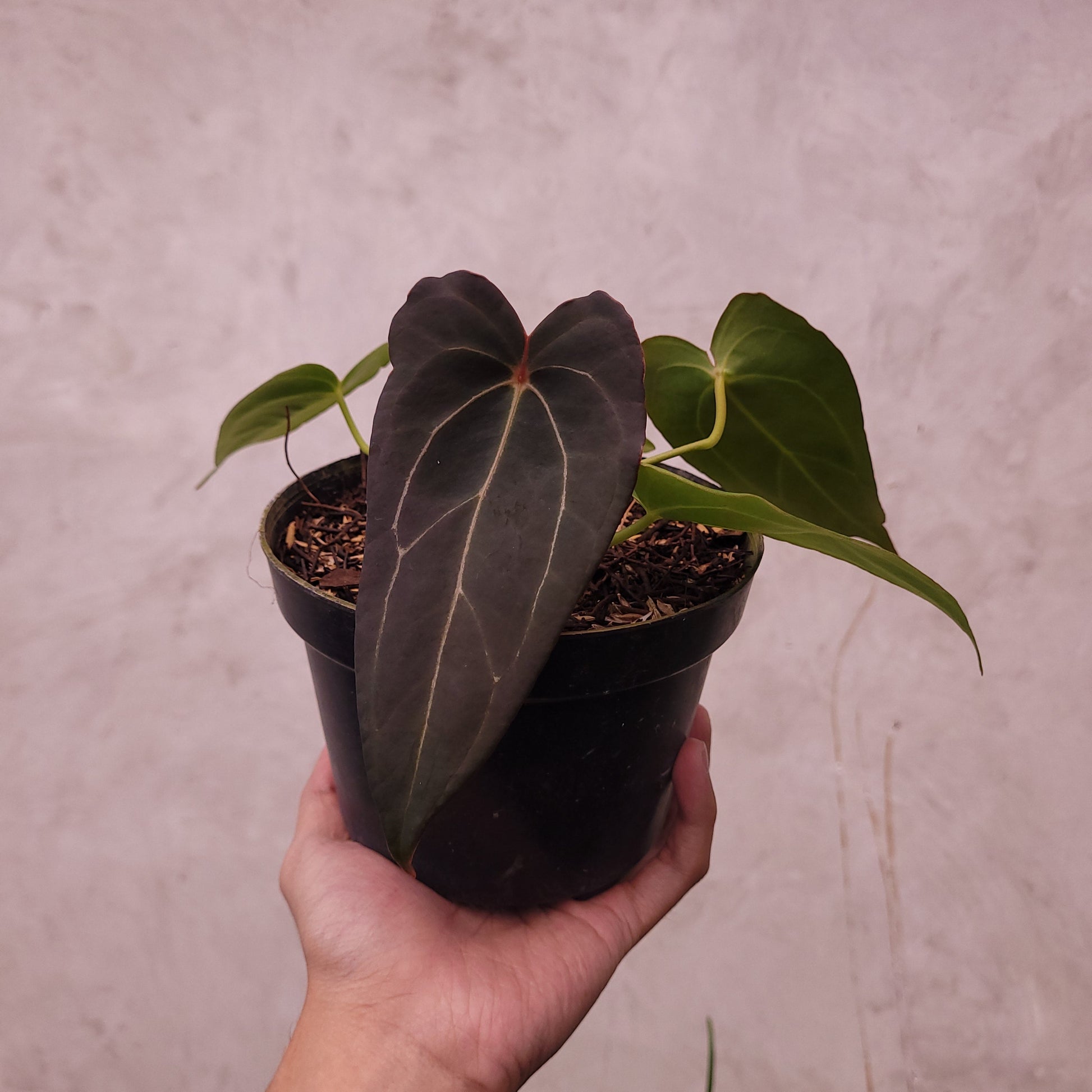Anthurium Red Spider Seedling - Indonesian Rare Plants