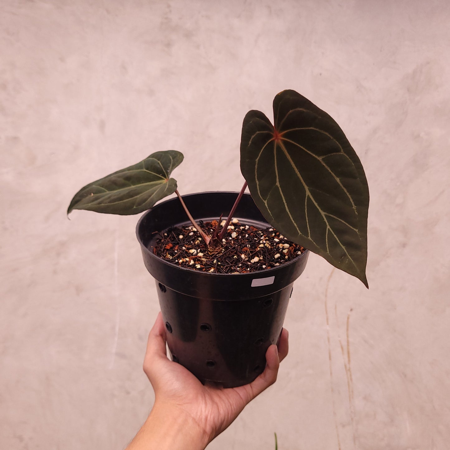 Anthurium BVIT x Zara Michelle Selected - Indonesian Rare Plants