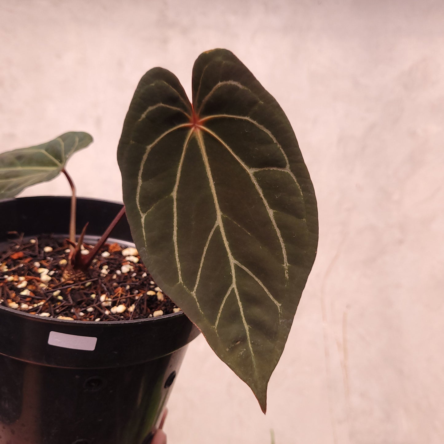 Anthurium BVIT x Zara Michelle Selected