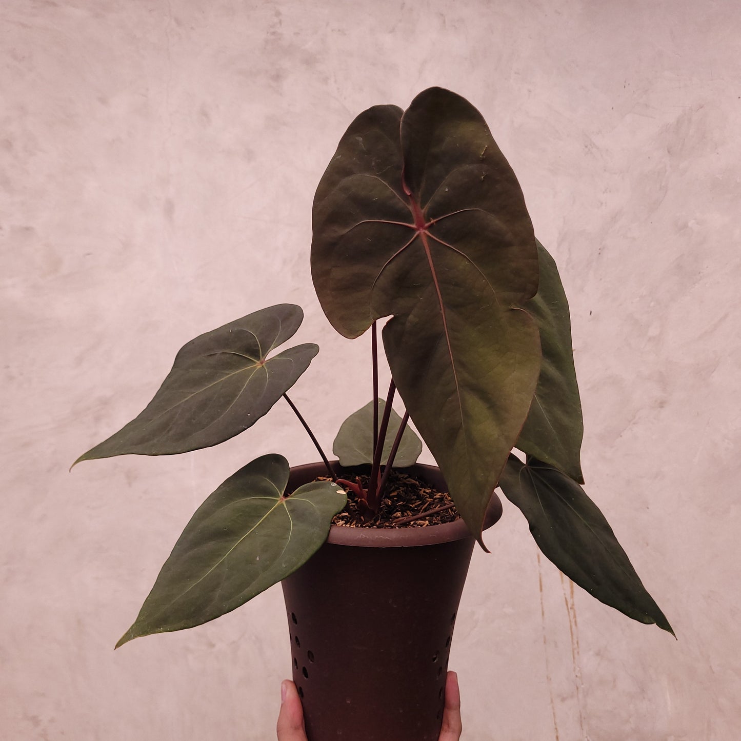 Anthurium Blood of Blue - Indonesian Rare Plants