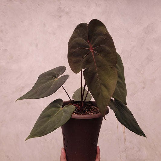 Anthurium Blood of Blue - Indonesian Rare Plants