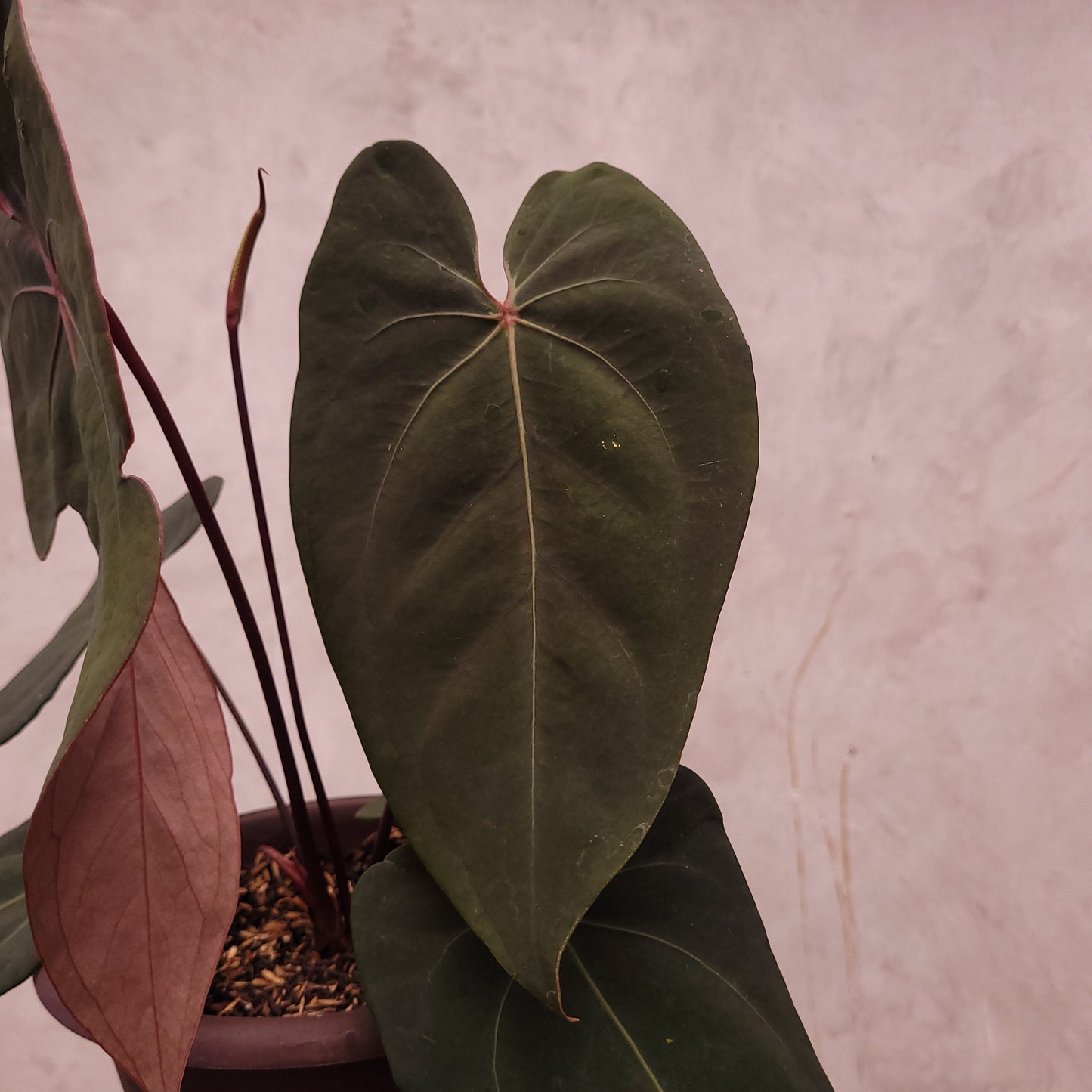 Anthurium Blood of Blue