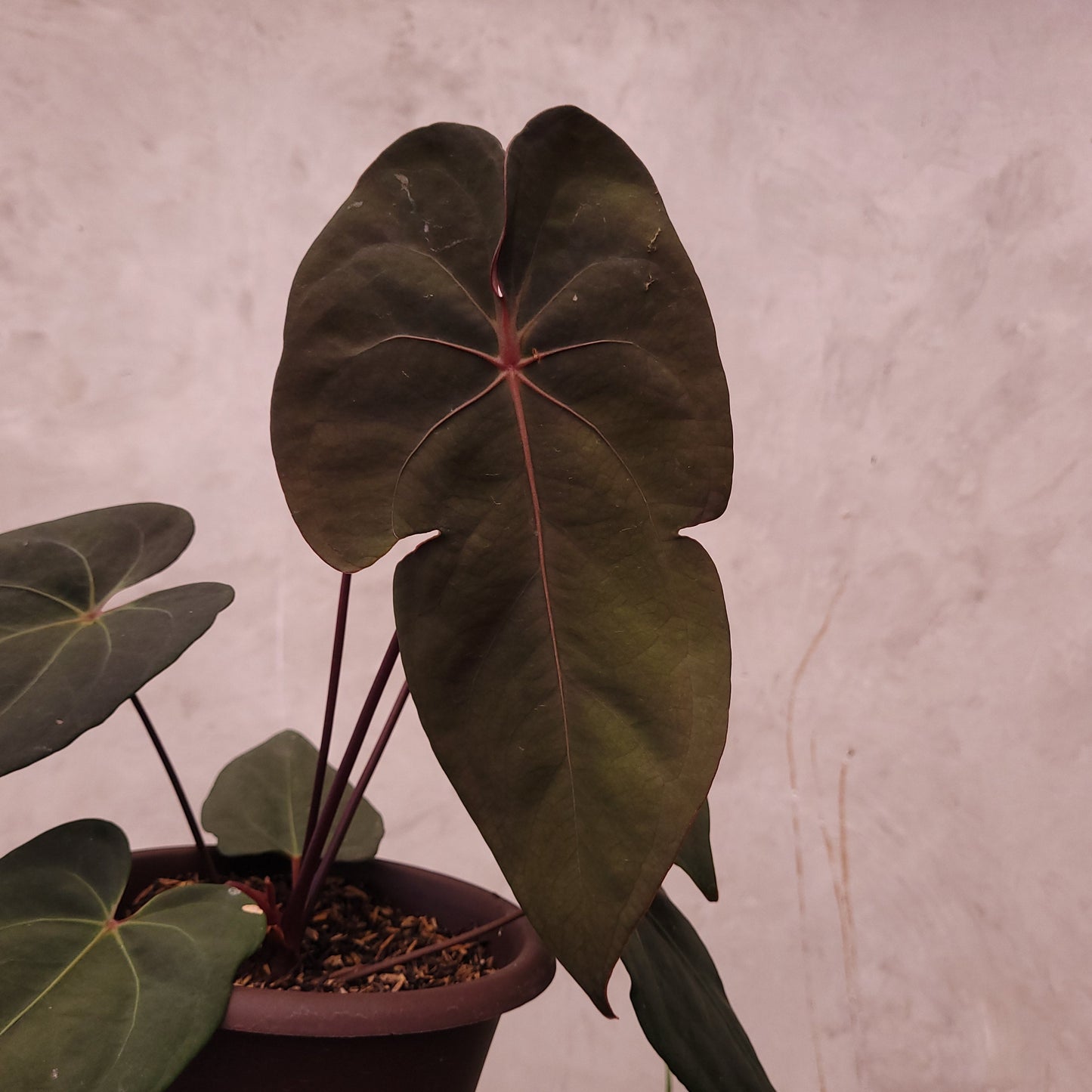 Anthurium Blood of Blue