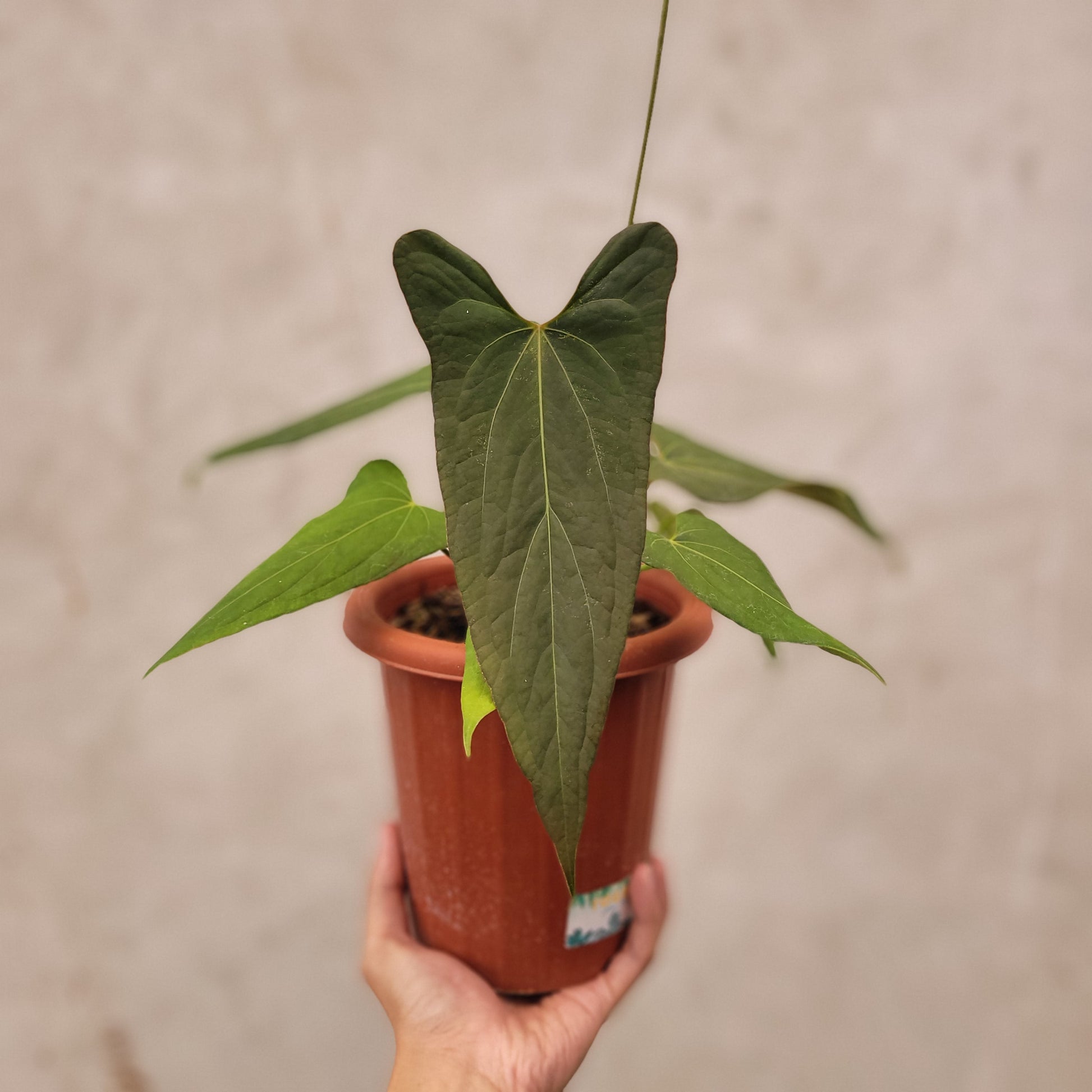 Anthurium Papillilaminum x Portillae - Indonesian Rare Plants