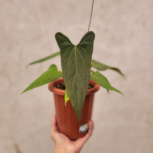 Anthurium Papillilaminum x Portillae - Indonesian Rare Plants