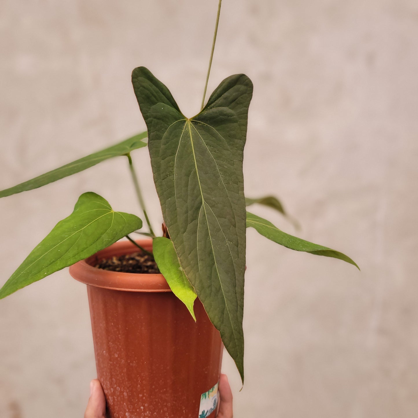 Anthurium Papillilaminum x Portillae