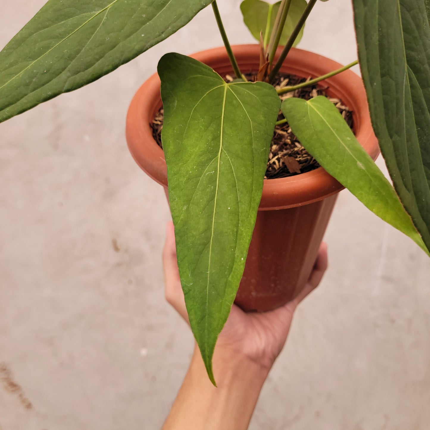 Anthurium Papillilaminum x Portillae