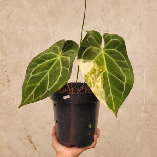 Anthurium Magnificum Variegated - Indonesian Rare Plants
