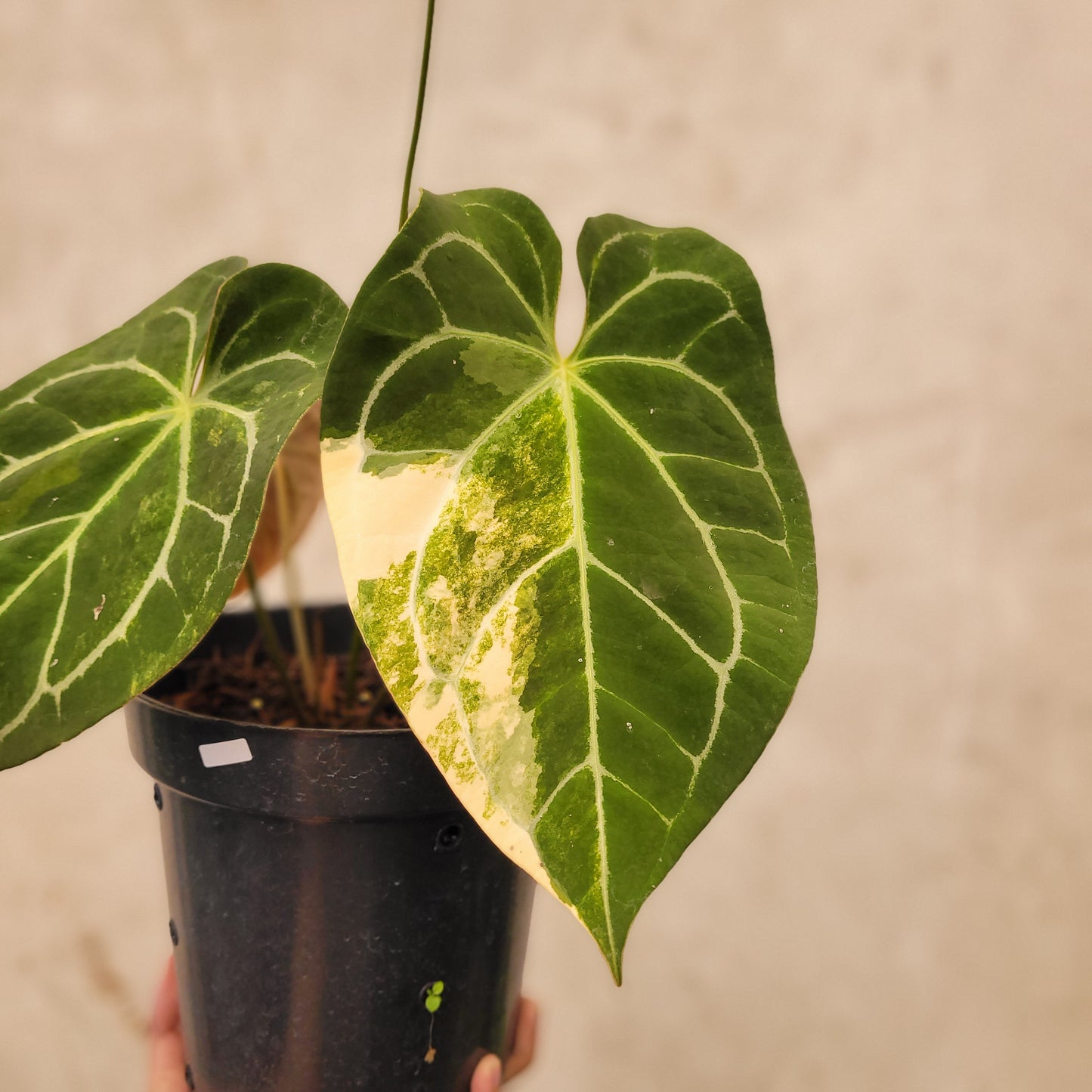 Anthurium Magnificum Variegated
