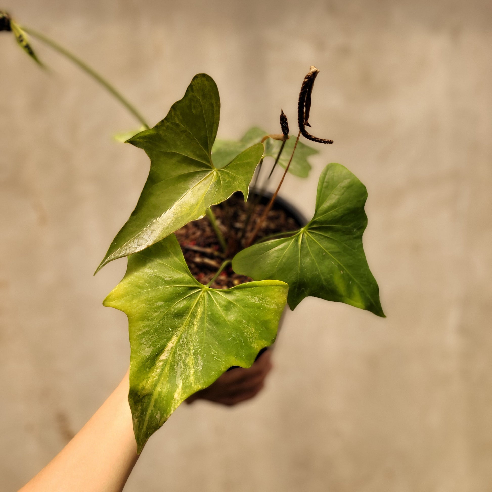Anthurium Pterodactyl Variegated - Indonesian Rare Plants