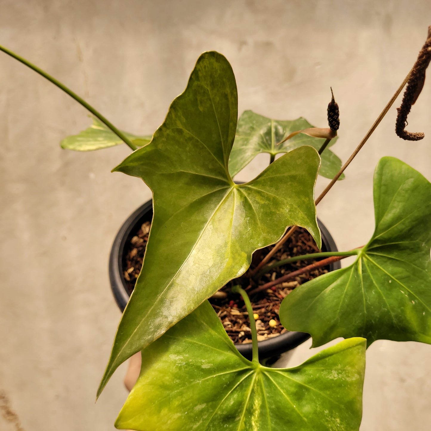 Anthurium Pterodactyl Variegated