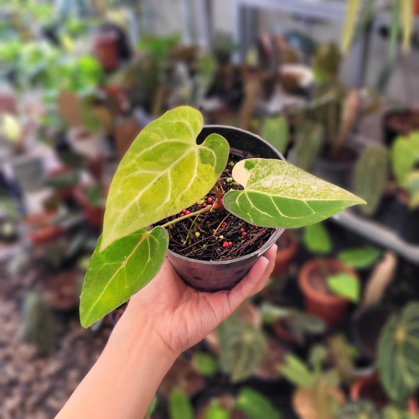 Anthurium Blue Papillilaminum Seedling Variegated - Indonesian Rare Plants