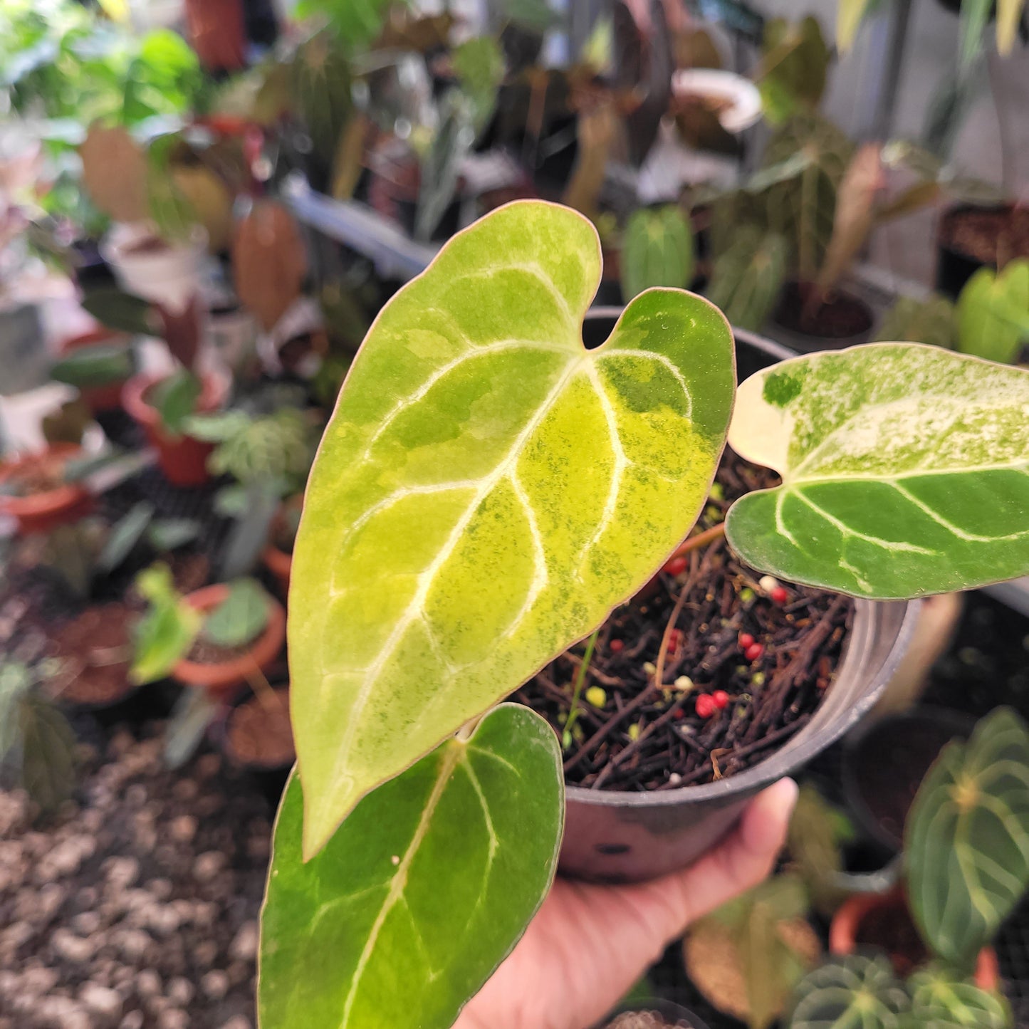 Anthurium Blue Papillilaminum Seedling Variegated