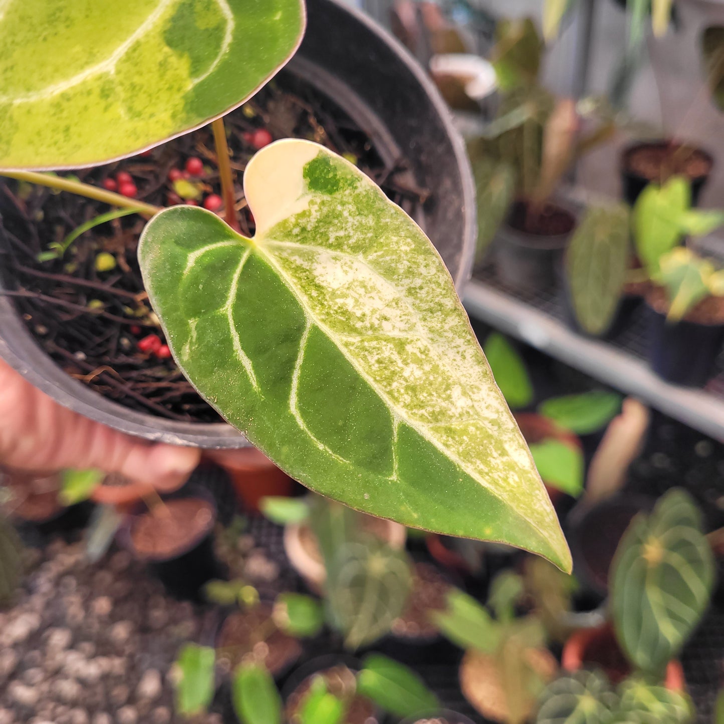 Anthurium Blue Papillilaminum Seedling Variegated