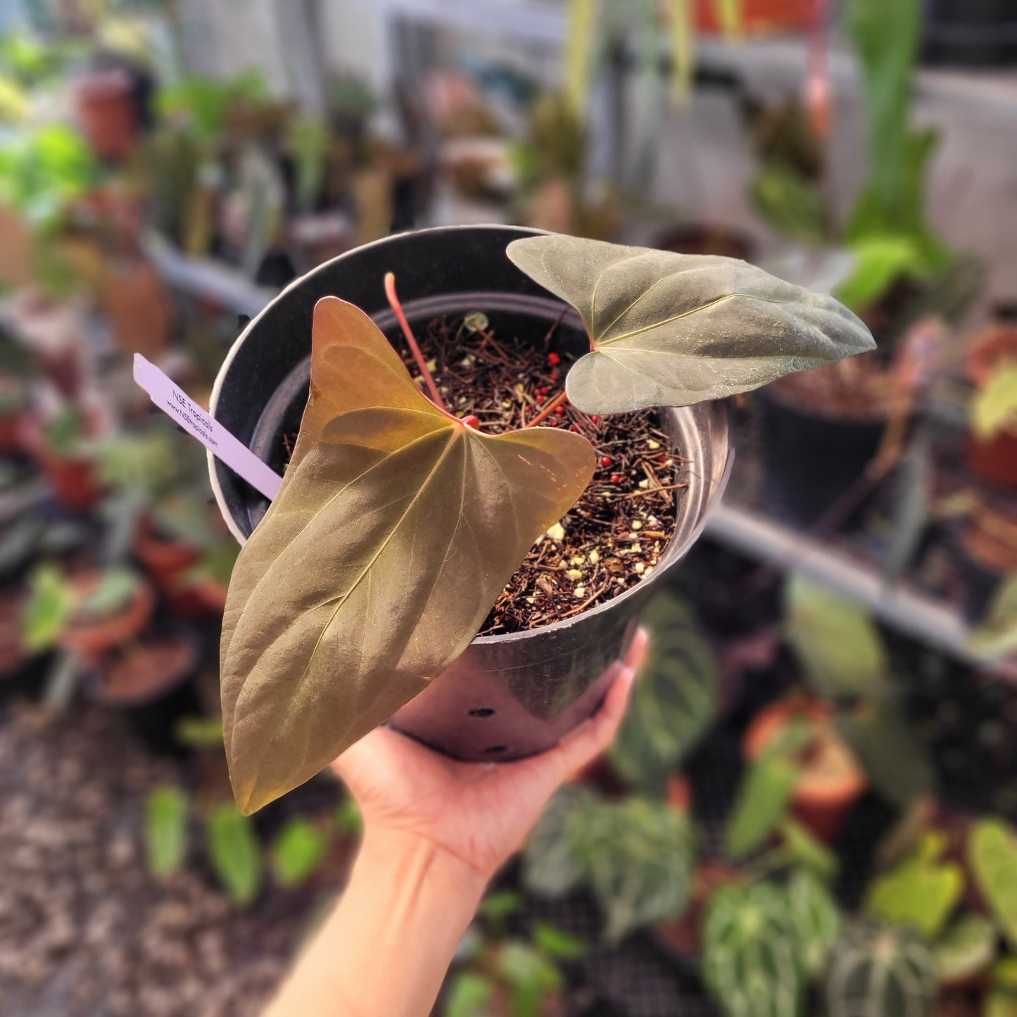Anthurium Portillae NSE x Dressleri Selected - Indonesian Rare Plants