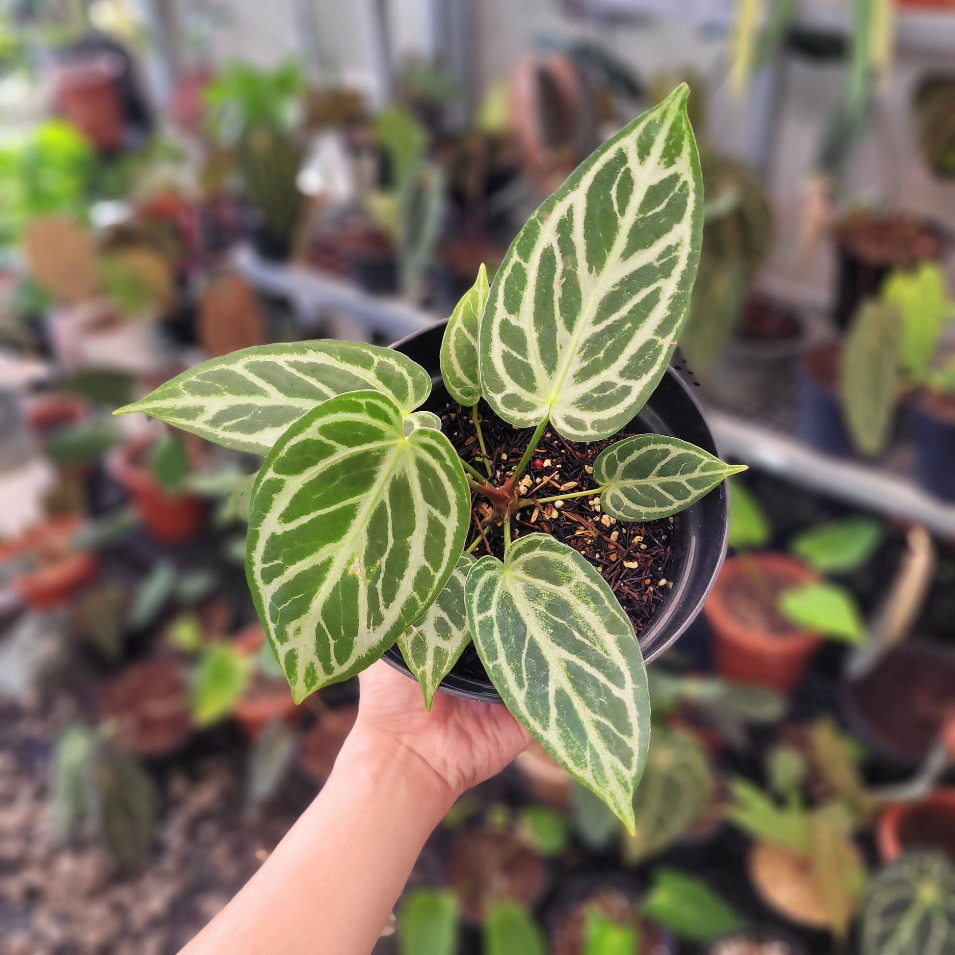 Anthurium Silver Blush x Warocqueanum - Indonesian Rare Plants