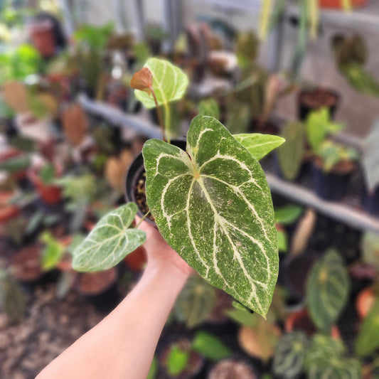 Anthurium Red Spider Blister Variegated - Indonesian Rare Plants