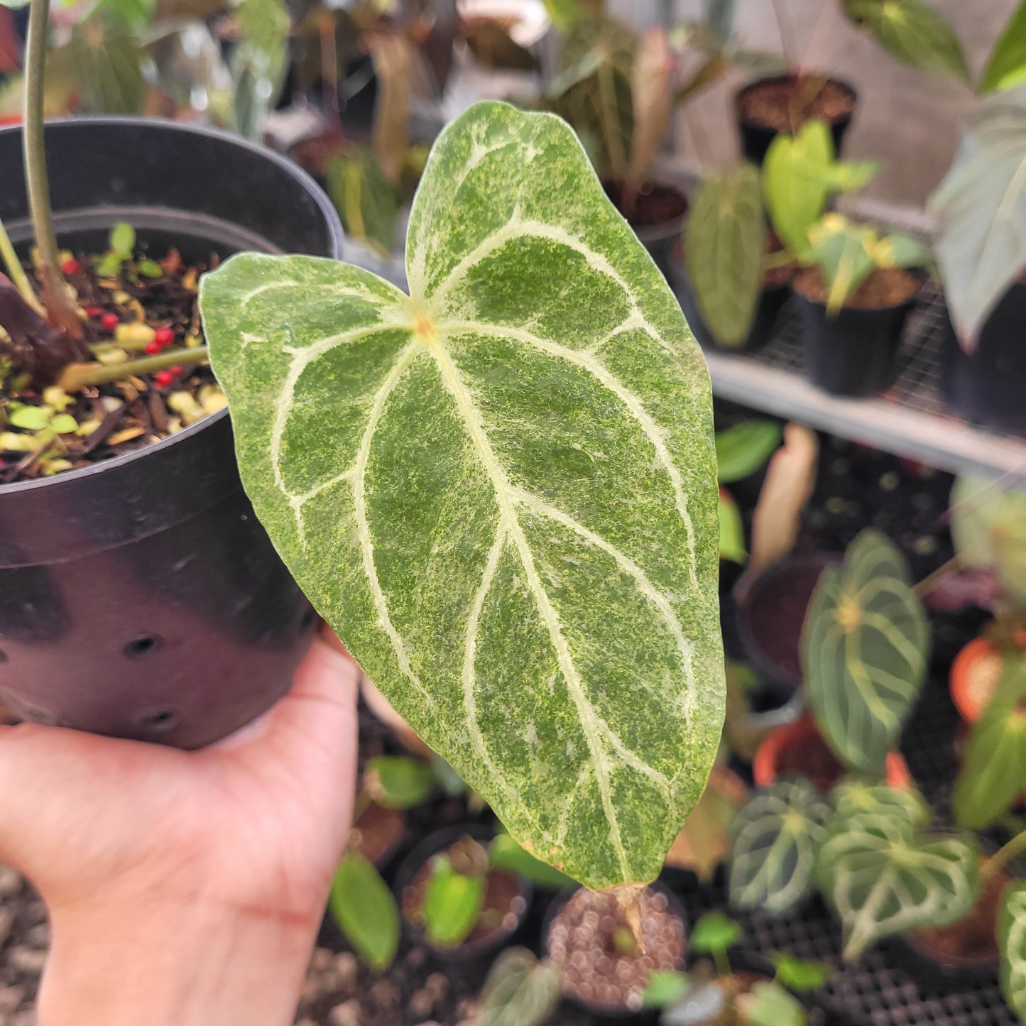 Anthurium Red Spider Blister Variegated