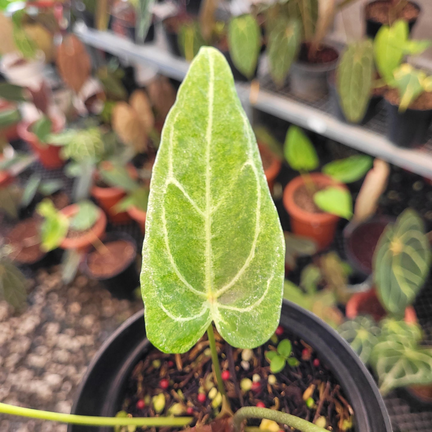 Anthurium Red Spider Blister Variegated