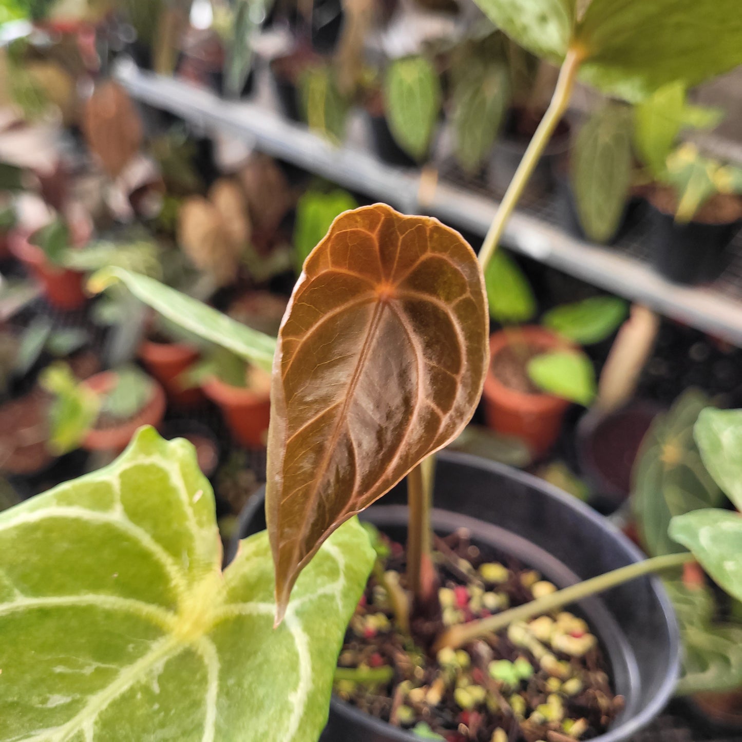 Anthurium Red Spider Blister Variegated
