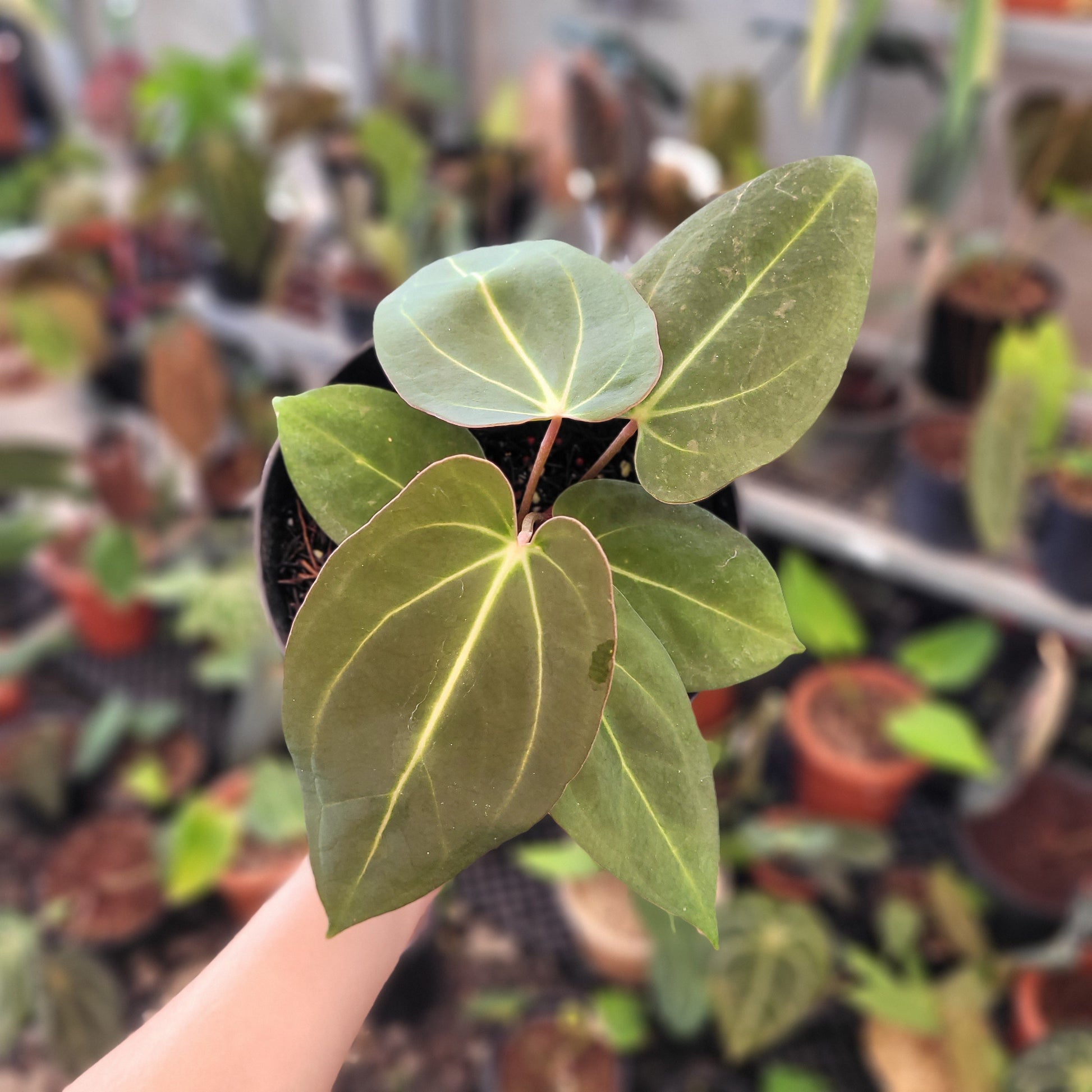 Anthurium Carla x NSE Portillae - Indonesian Rare Plants
