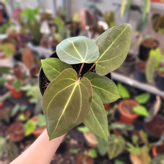 Anthurium Carla x NSE Portillae - Indonesian Rare Plants
