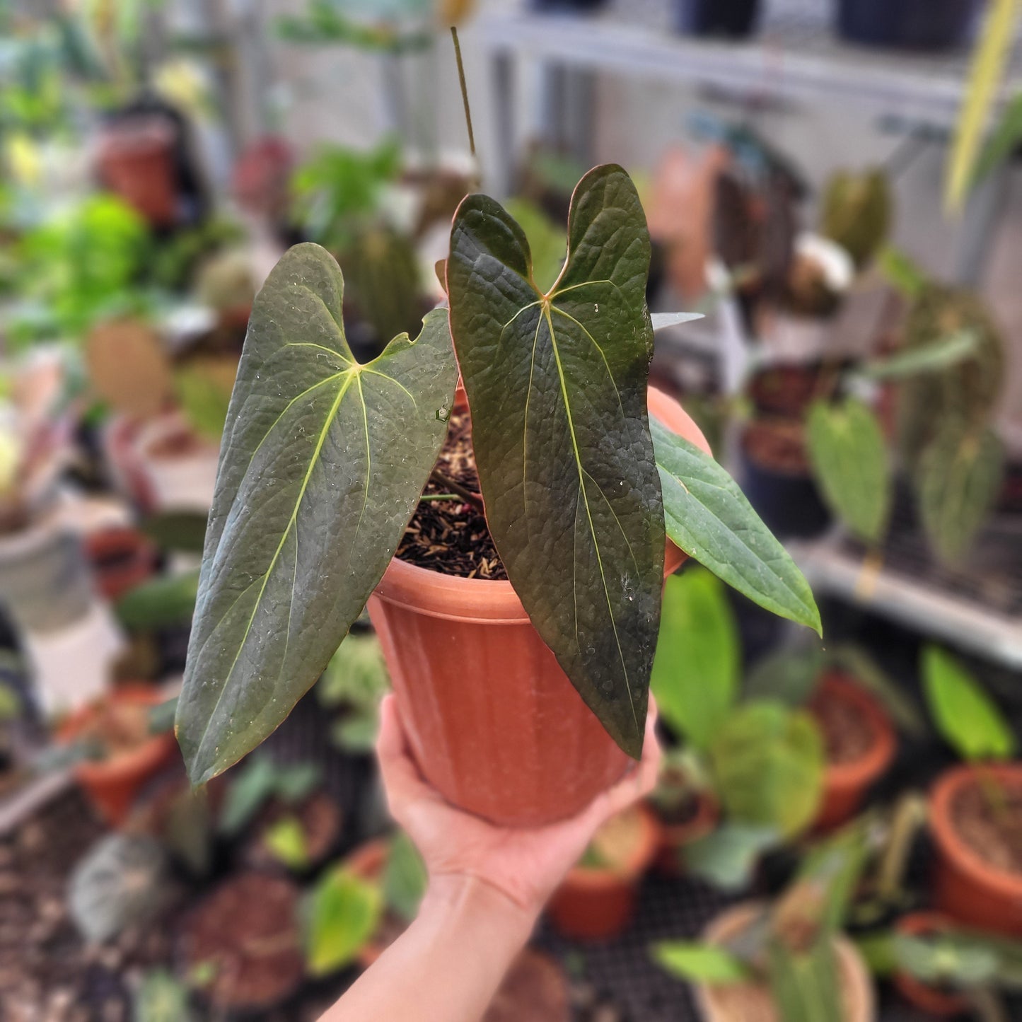 Anthurium Papillilaminum x Portillae Hybrid - Indonesian Rare Plants