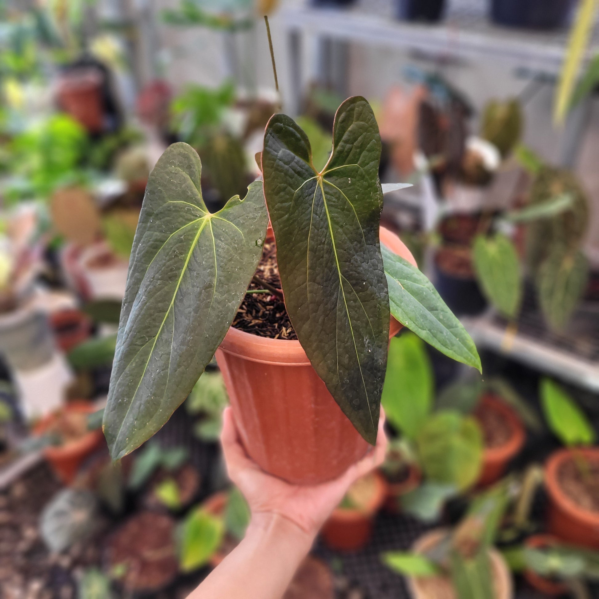 Anthurium Papillilaminum x Portillae Hybrid - Indonesian Rare Plants