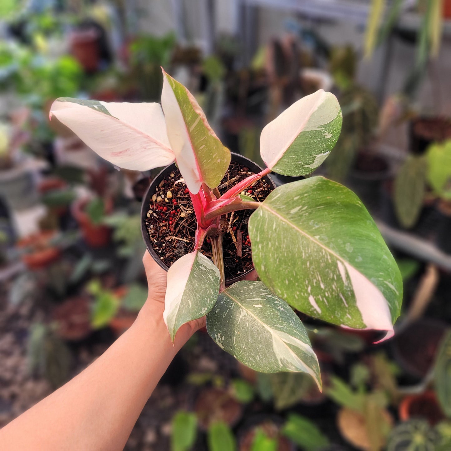 Philodendron White Knight Mutation - Indonesian Rare Plants
