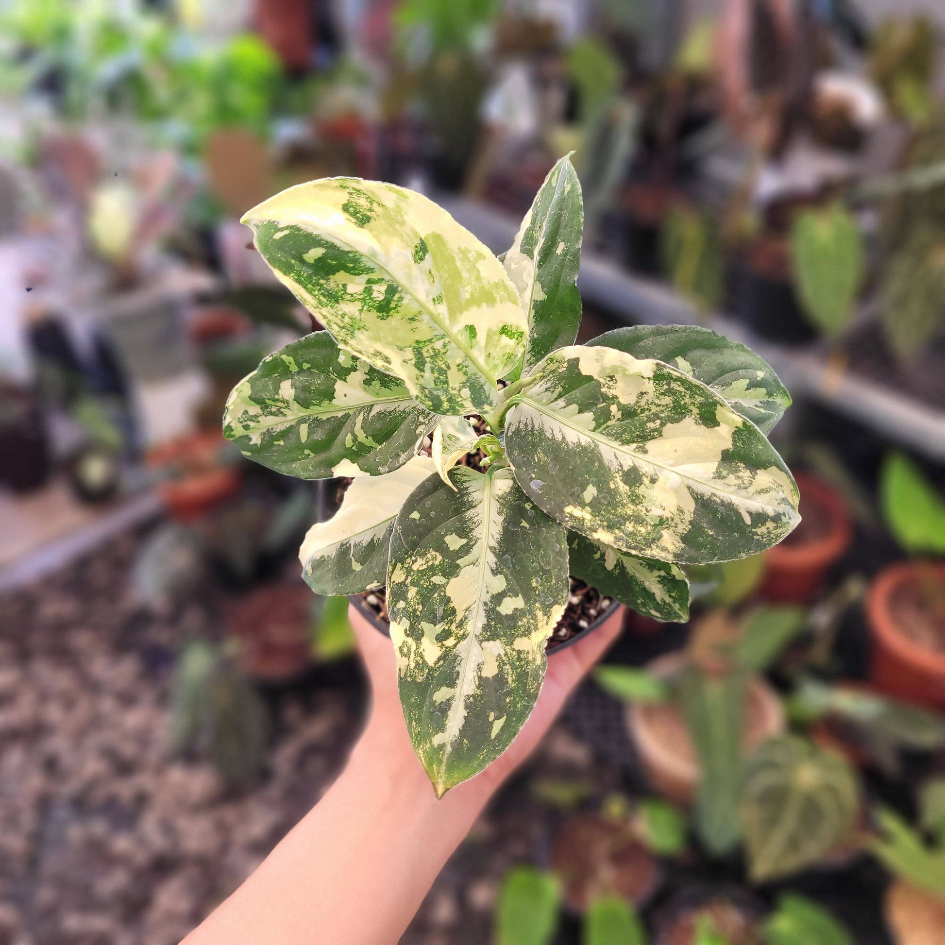 Aglaonema Pictum Variegated - Indonesian Rare Plants
