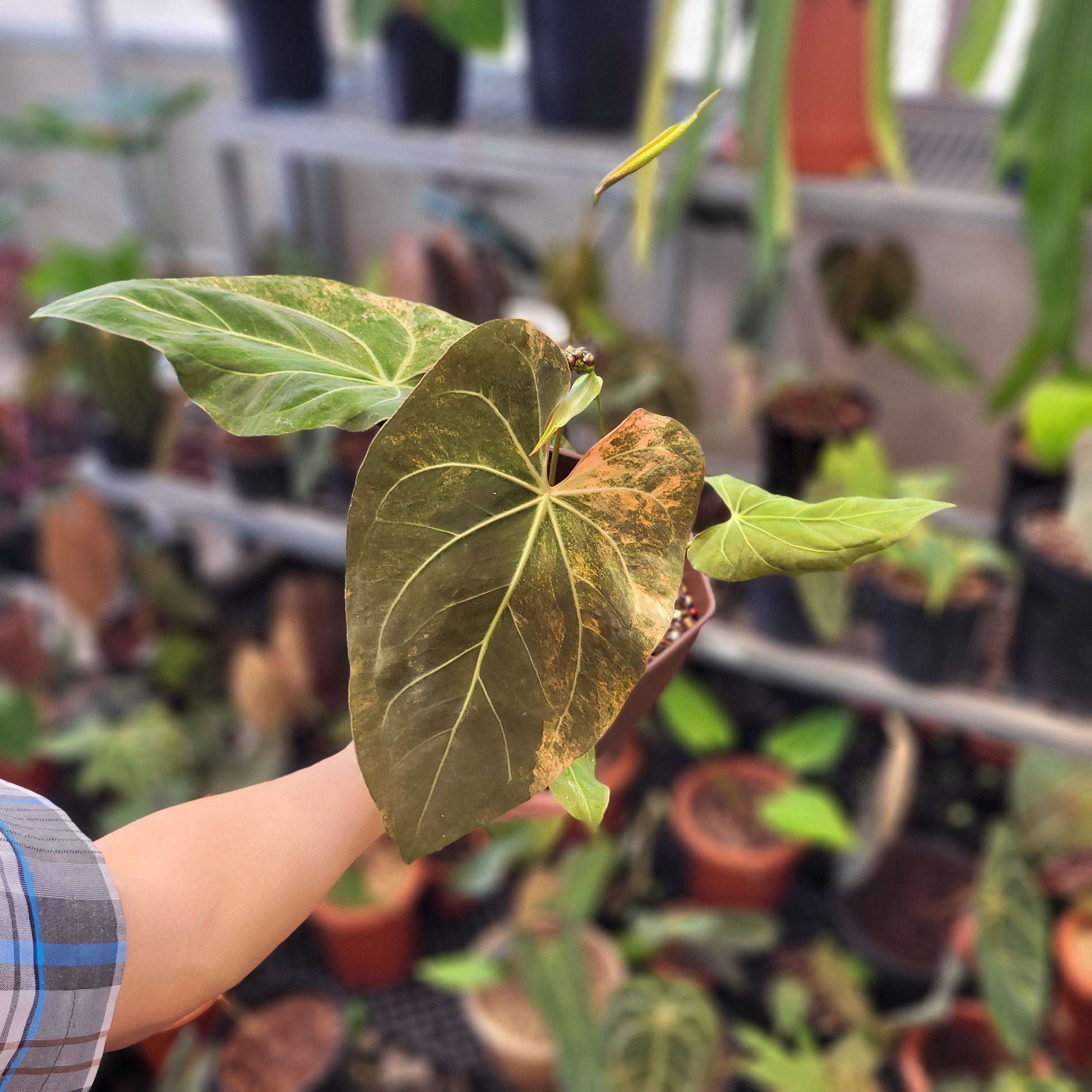 Anthurium Papillilaminum Pink Variegated - Indonesian Rare Plants