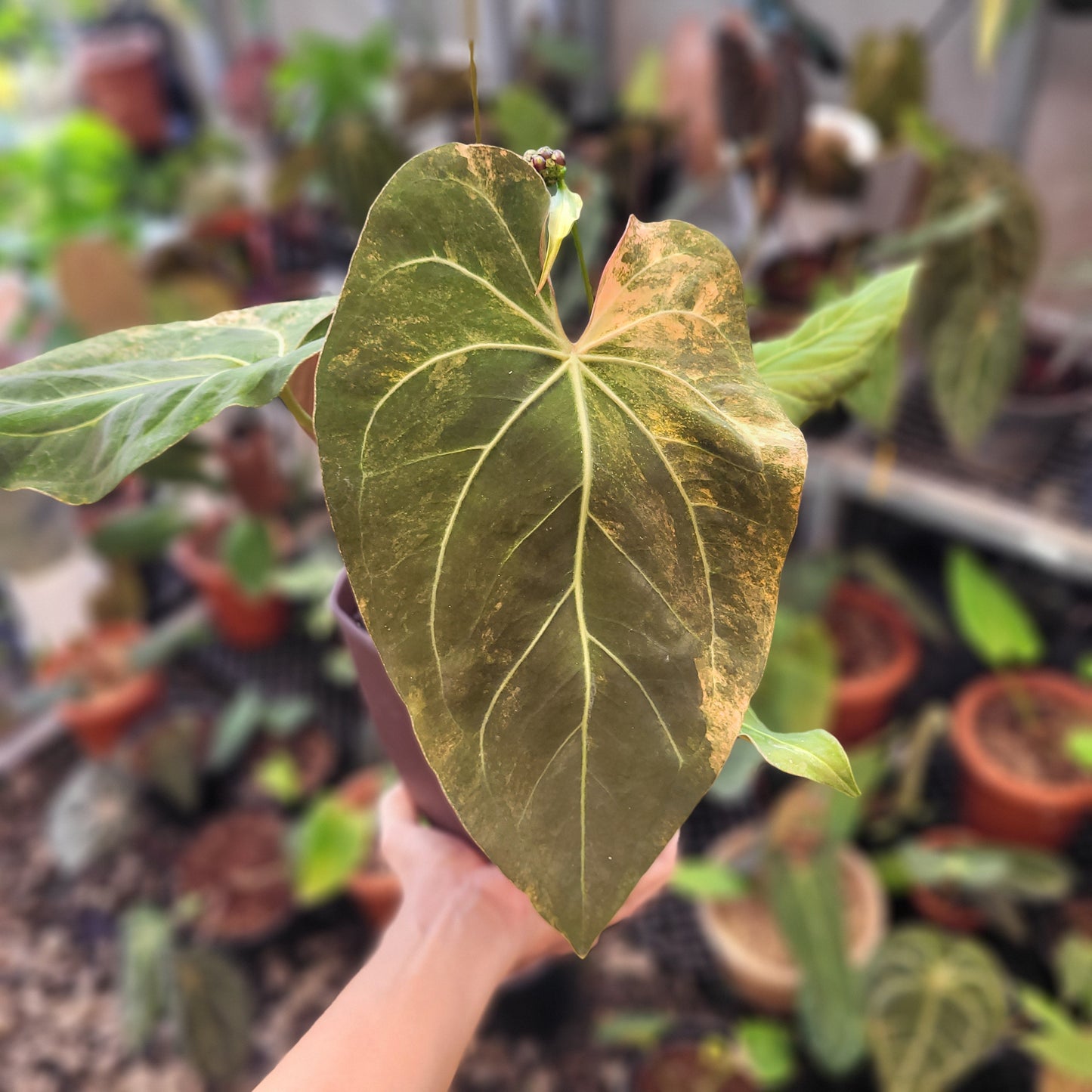 Anthurium Papillilaminum Pink Variegated