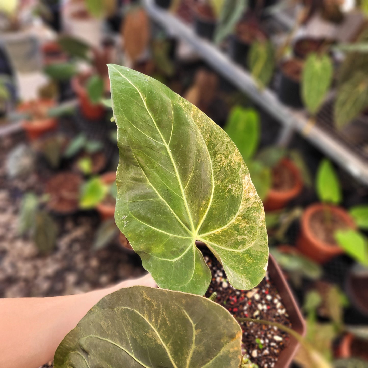 Anthurium Papillilaminum Pink Variegated