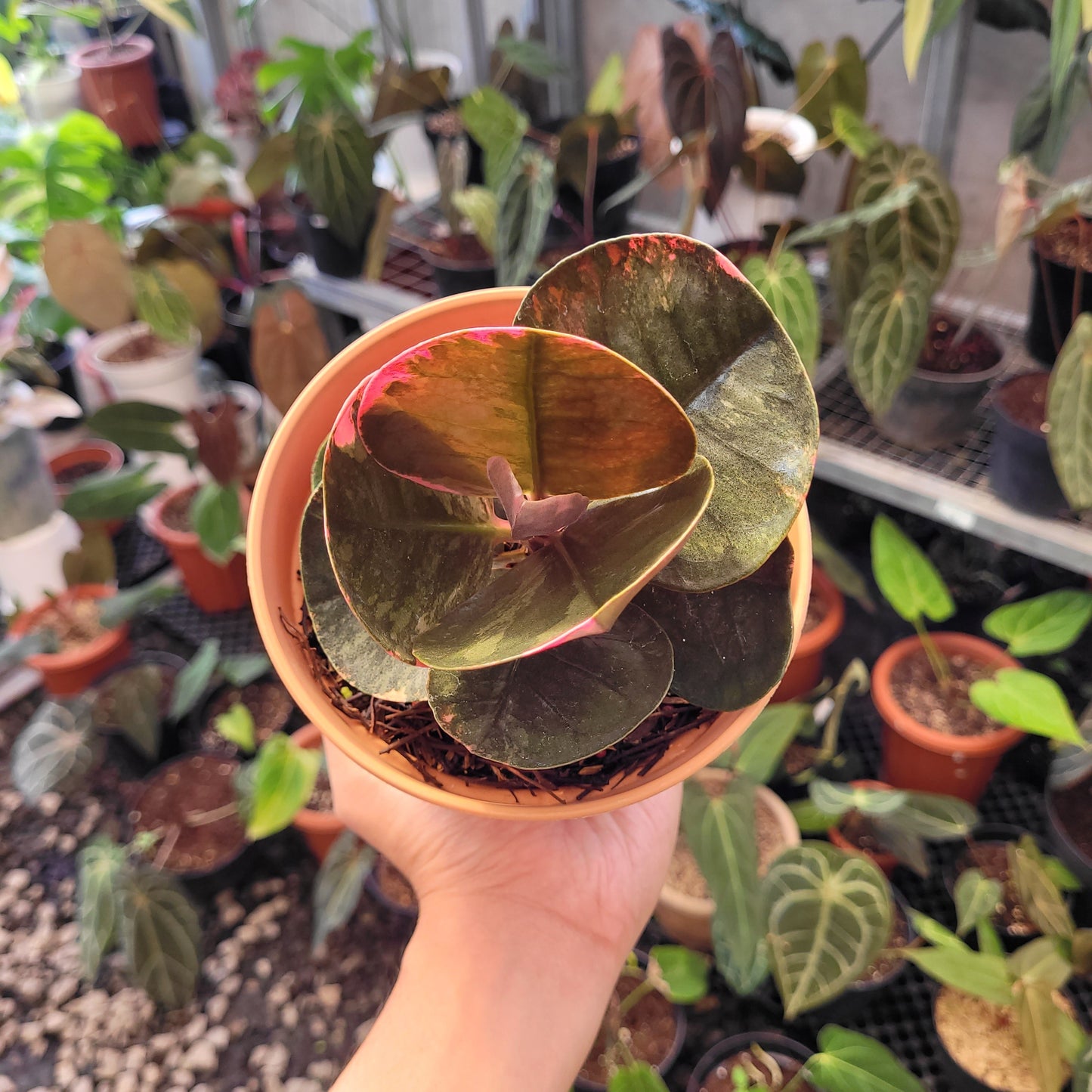 Labisia Variegated - Indonesian Rare Plants
