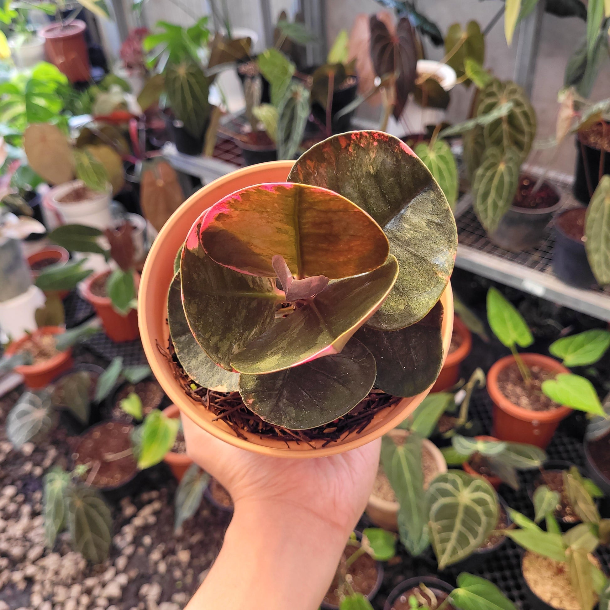 Labisia Variegated - Indonesian Rare Plants