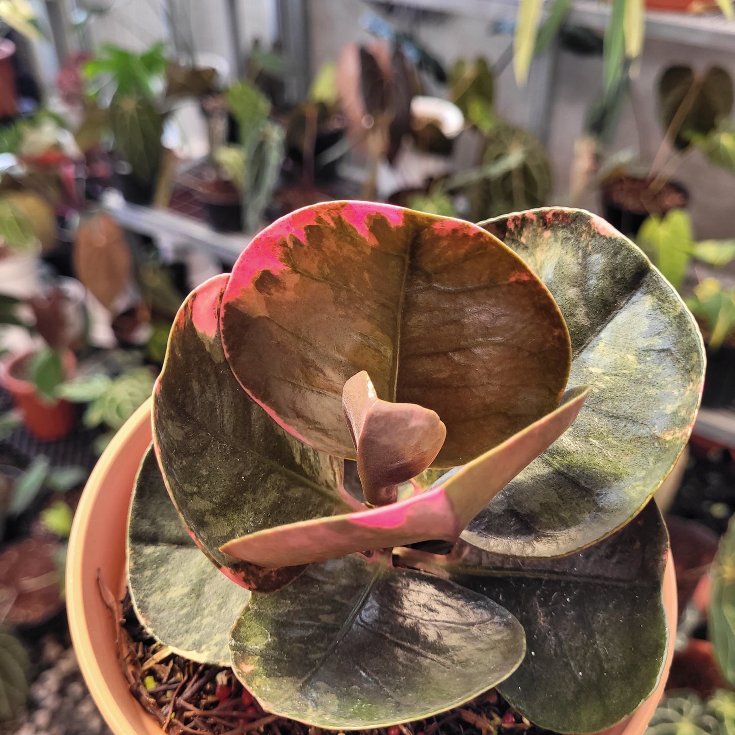 Labisia Variegated