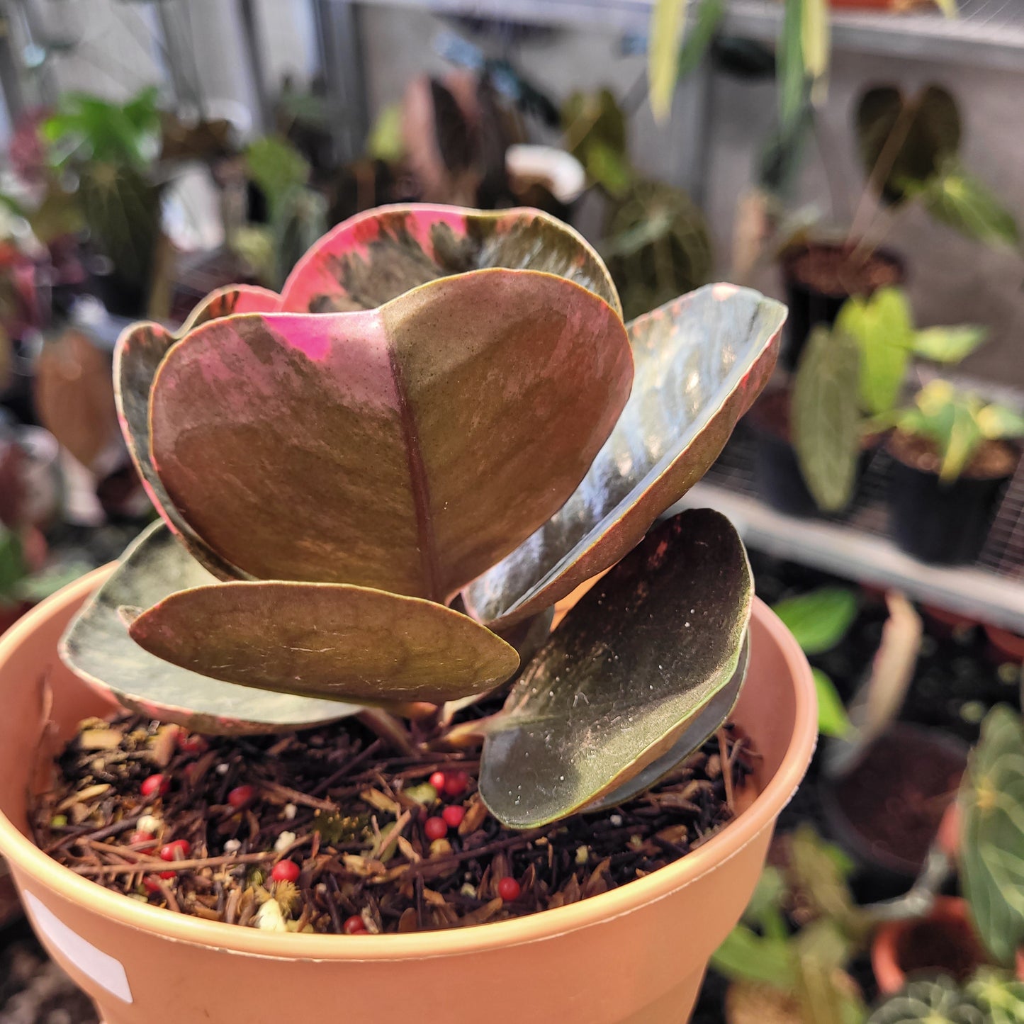 Labisia Variegated