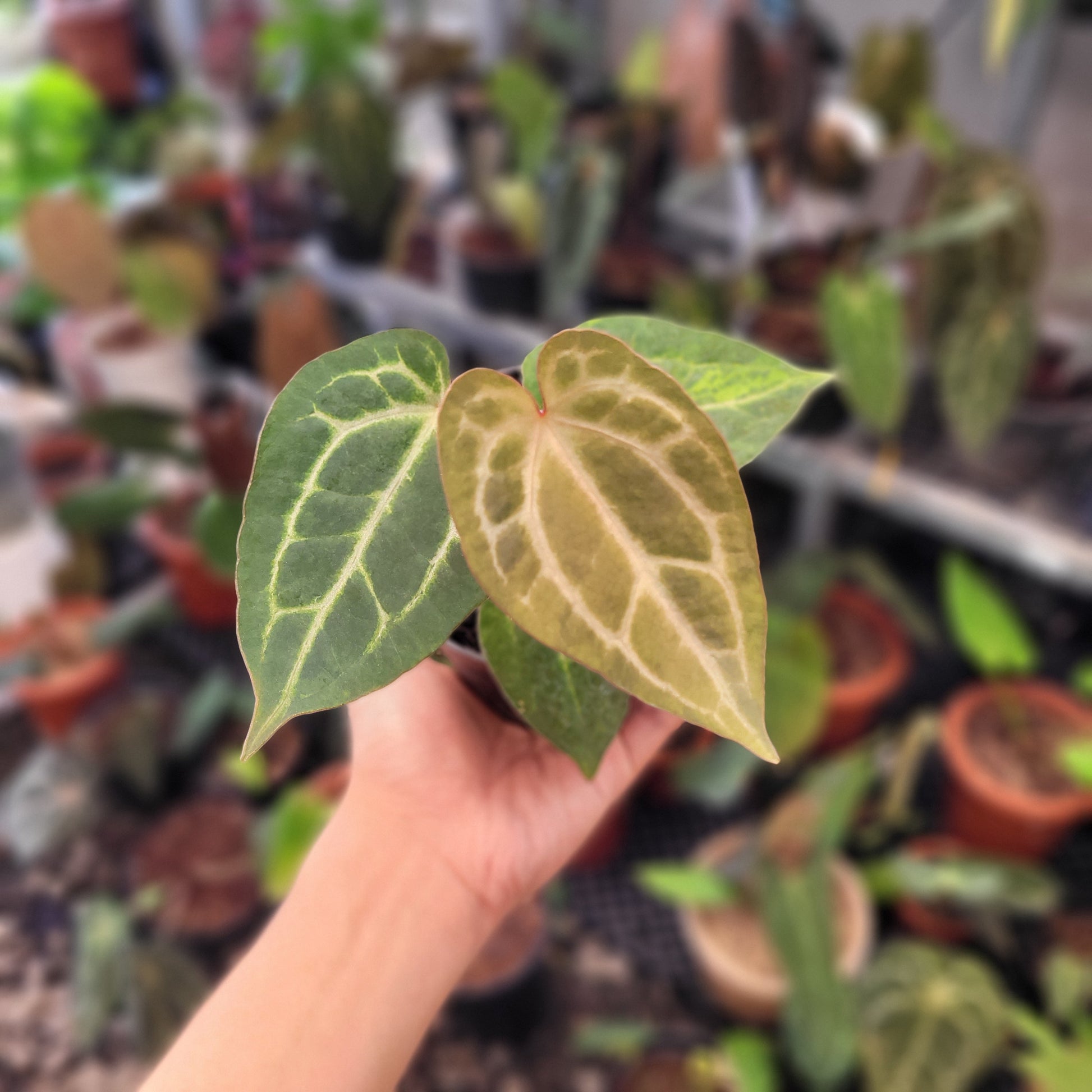 Anthurium Magnificum x AOS Dark Form - Indonesian Rare Plants