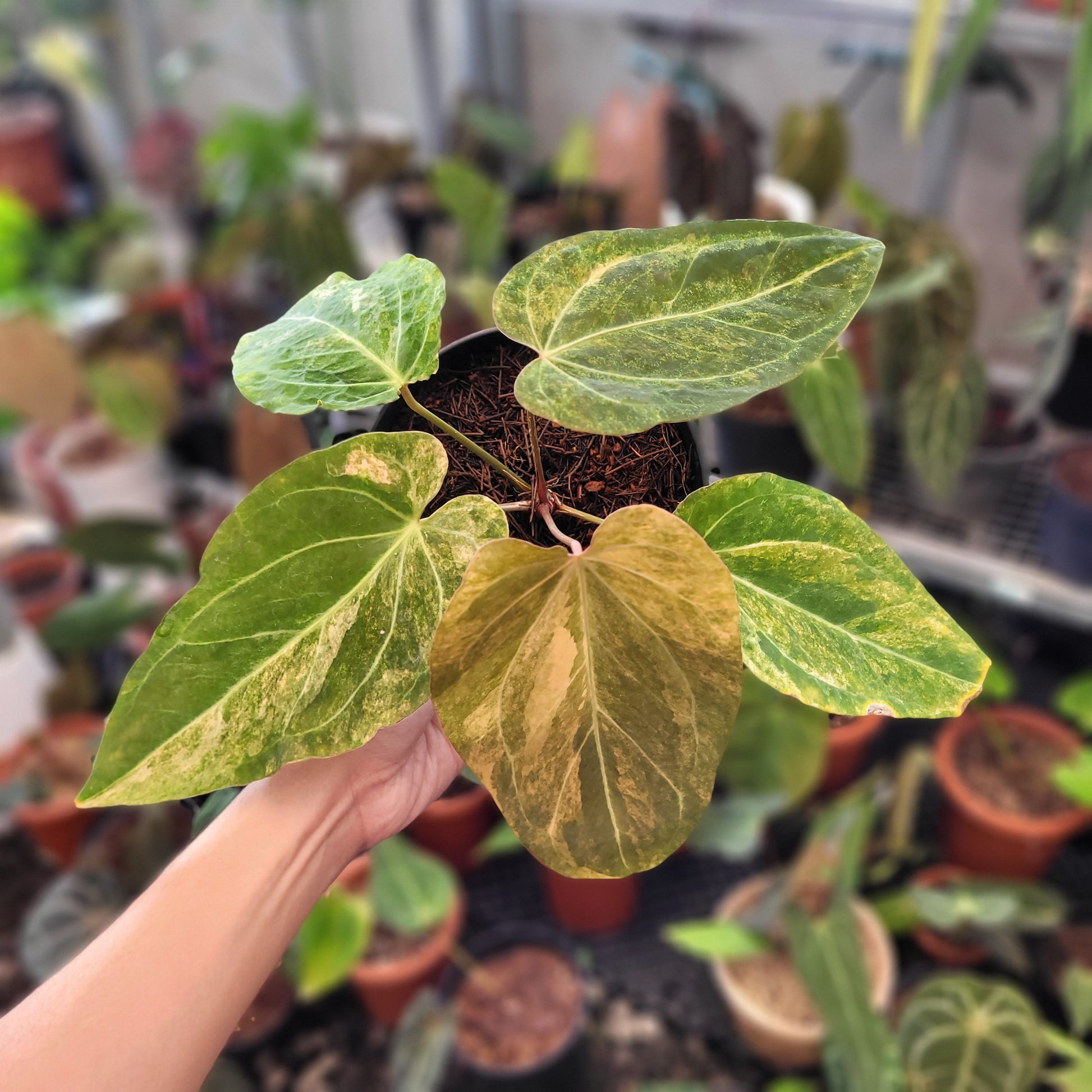 Anthurium Papillilaminum Variegated - Indonesian Rare Plants