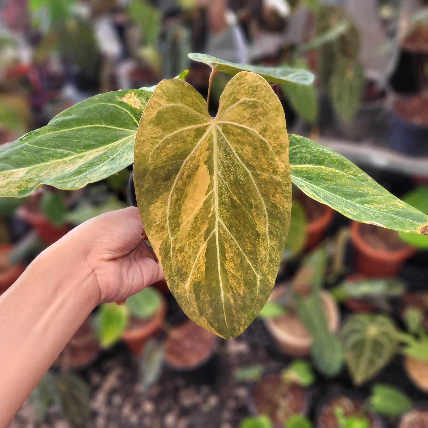 Anthurium Papillilaminum Variegated