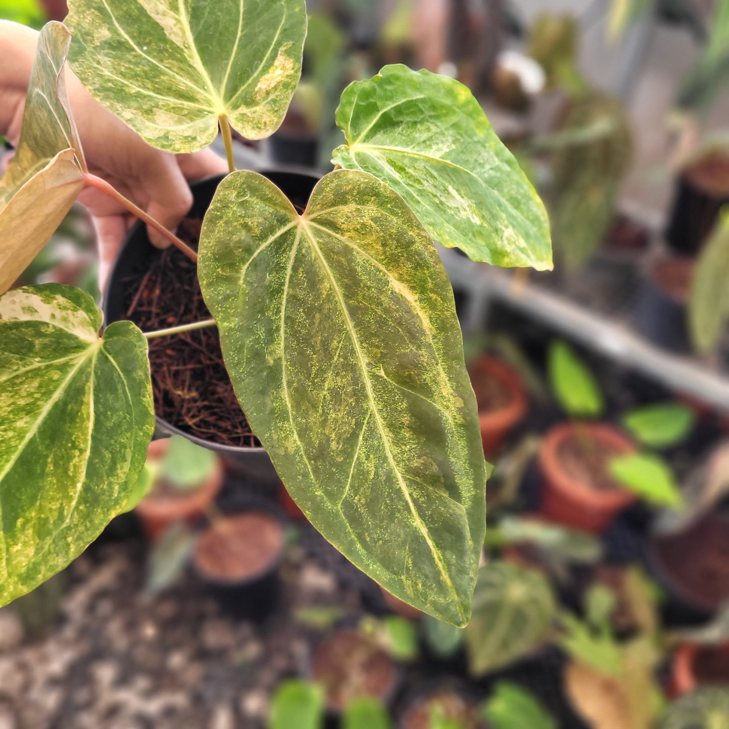 Anthurium Papillilaminum Variegated