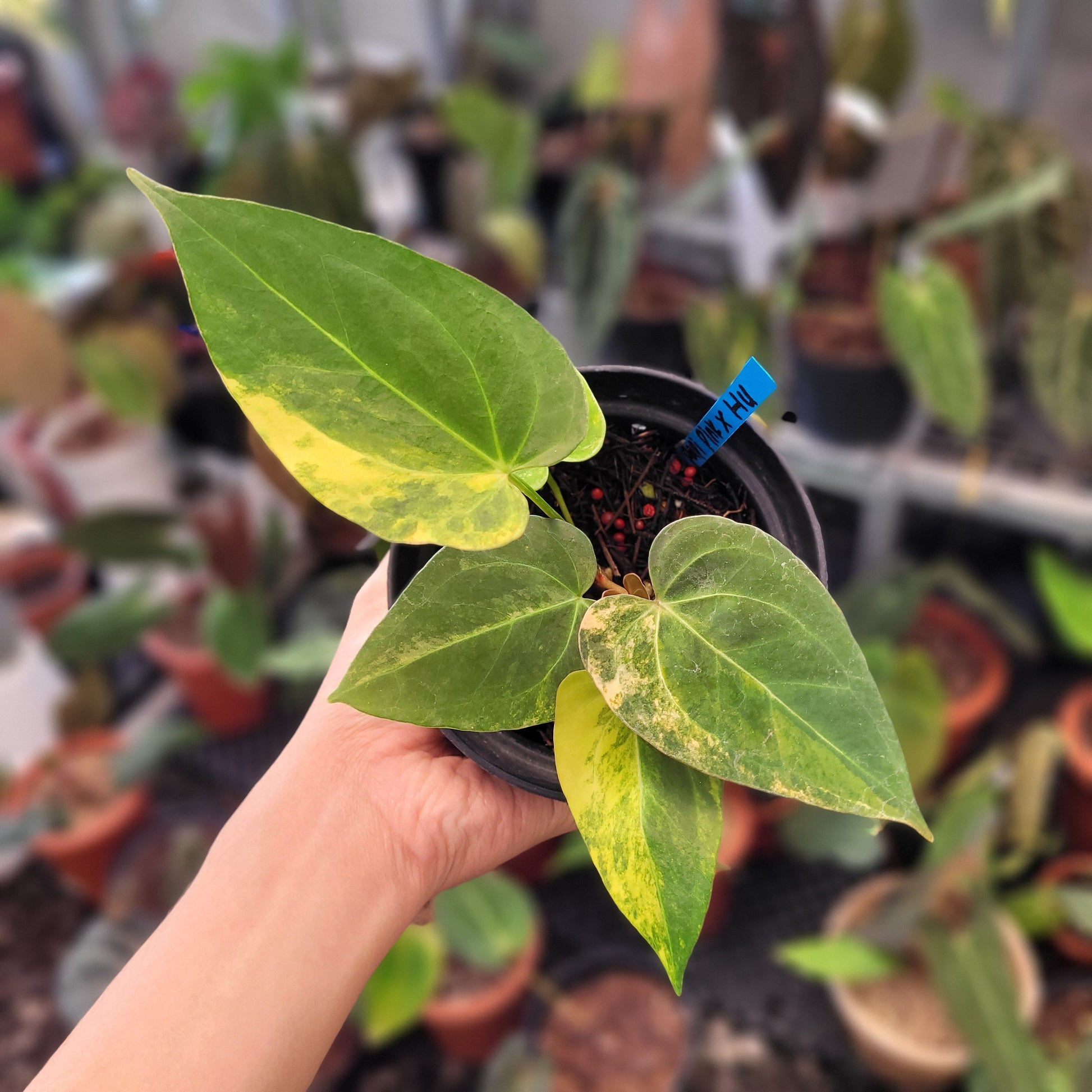 Anthurium Papillilaminum x King of Spades Variegated - Indonesian Rare Plants