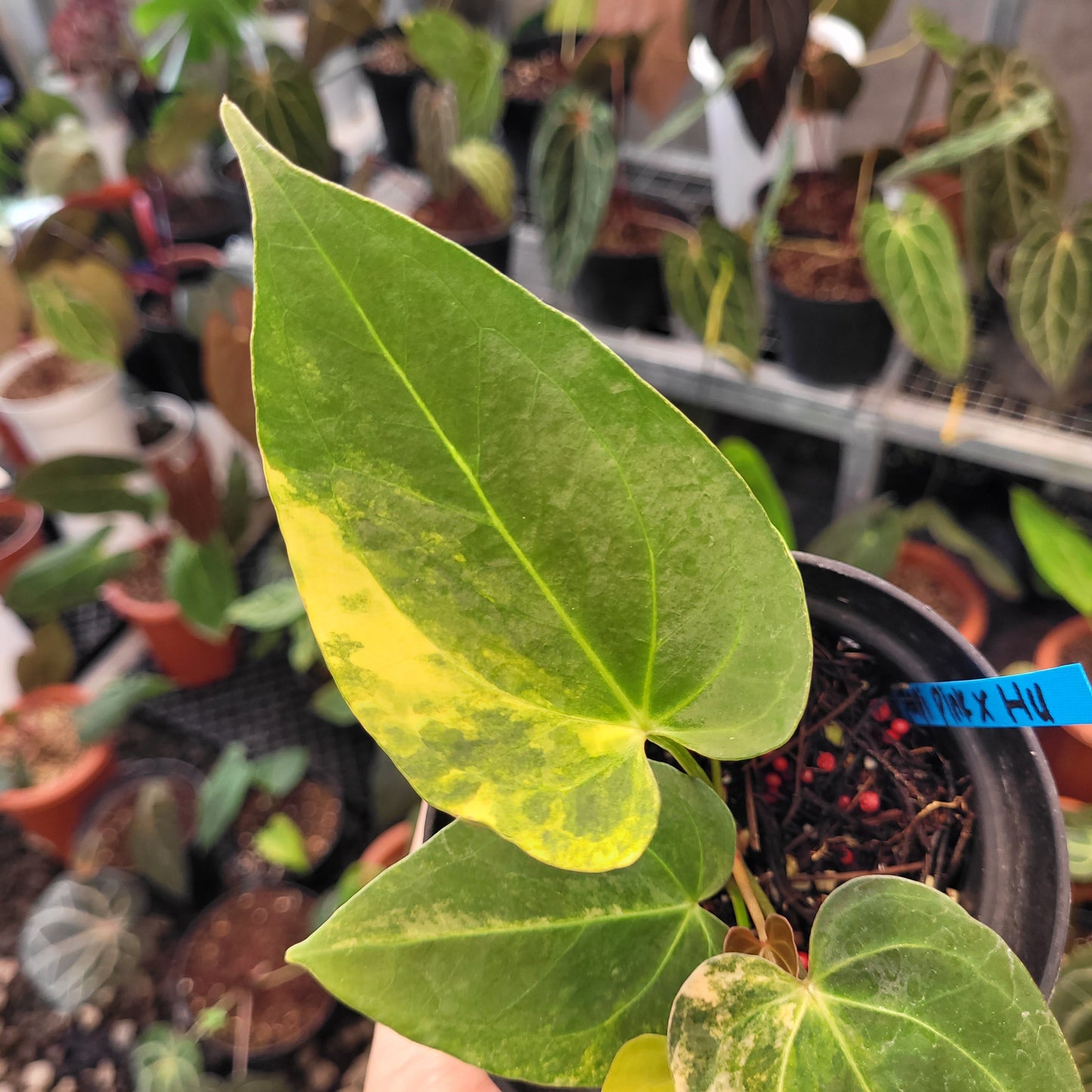 Anthurium Papillilaminum x King of Spades Variegated