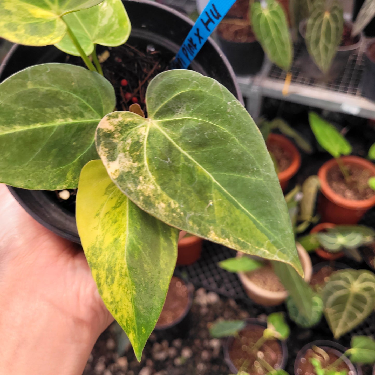 Anthurium Papillilaminum x King of Spades Variegated