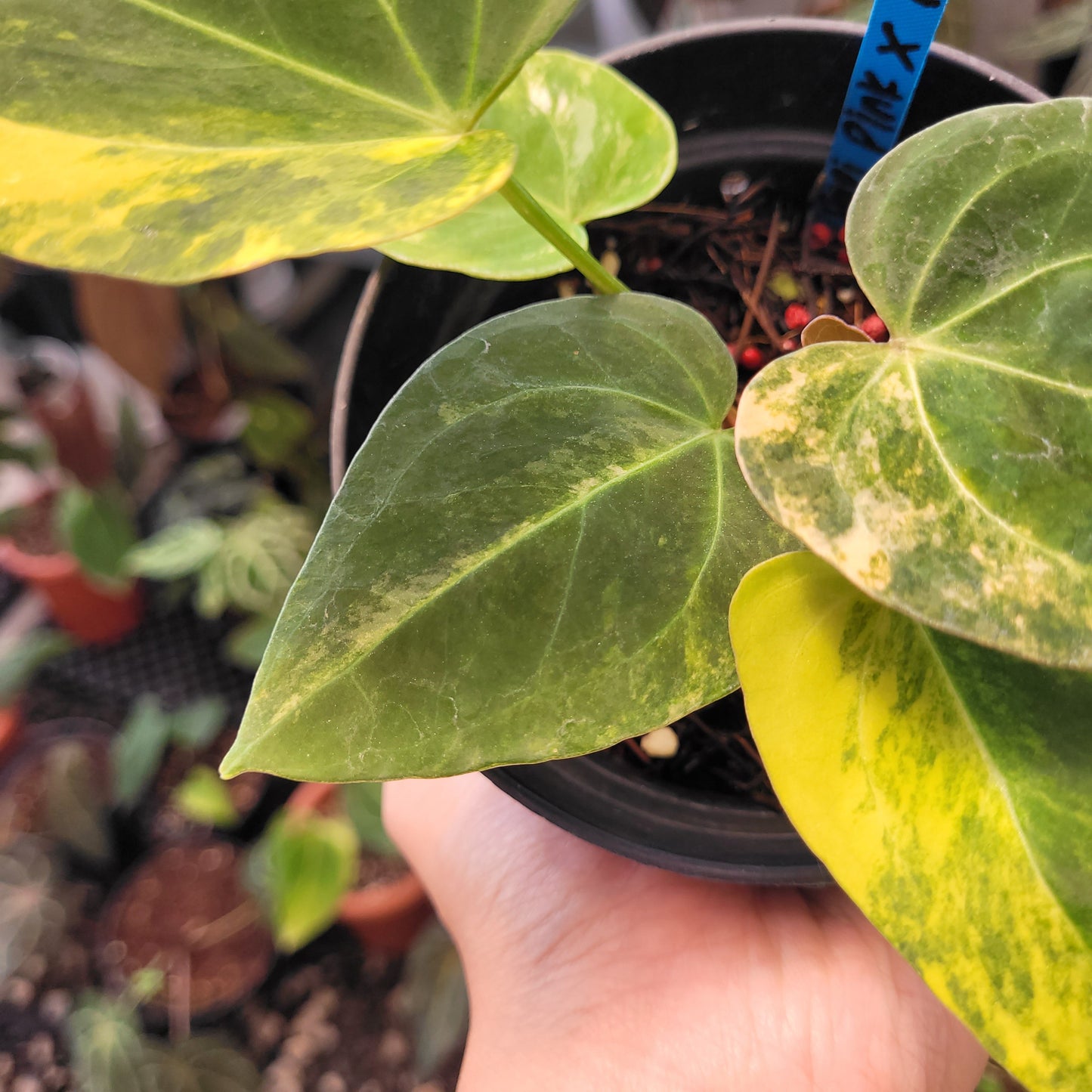 Anthurium Papillilaminum x King of Spades Variegated