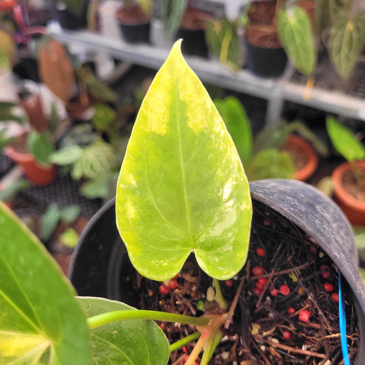 Anthurium Papillilaminum x King of Spades Variegated